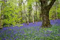 Bluebells and wild garlic in Rossmore Forest Park - May 2017 (29)